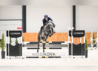 Westfaliano, Giumenta, 7 Anni, 170 cm, Grigio