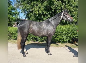 Westfaliano, Giumenta, 7 Anni, 170 cm, Grigio