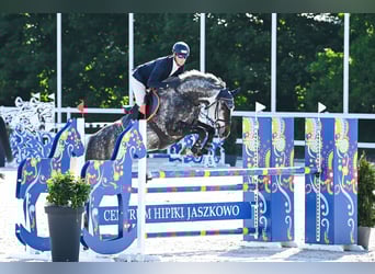 Westfaliano, Giumenta, 7 Anni, 170 cm, Grigio