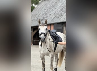 Westfaliano, Giumenta, 7 Anni, 170 cm, Grigio pezzato