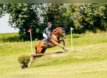 Westfaliano, Giumenta, 7 Anni, 170 cm, Sauro