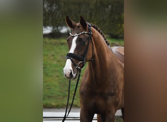 Westfaliano, Giumenta, 7 Anni, 170 cm, Sauro scuro