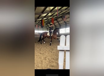 Westfaliano, Giumenta, 7 Anni, 172 cm, Baio