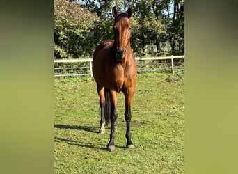 Westfaliano, Giumenta, 7 Anni, 172 cm, Baio