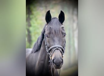 Westfaliano, Giumenta, 7 Anni, 172 cm, Baio nero