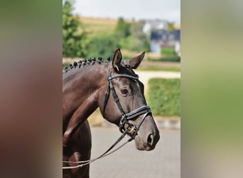 Westfaliano, Giumenta, 7 Anni, 172 cm, Morello