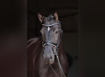 Westfaliano, Giumenta, 7 Anni, 172 cm, Morello