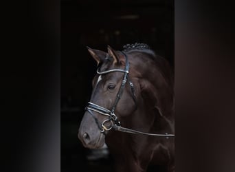 Westfaliano, Giumenta, 7 Anni, 172 cm, Morello
