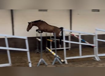 Westfaliano, Giumenta, 7 Anni, 173 cm, Baio