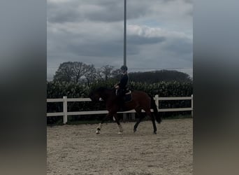 Westfaliano, Giumenta, 7 Anni, 173 cm, Baio