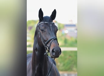 Westfaliano, Giumenta, 7 Anni, 175 cm, Baio scuro