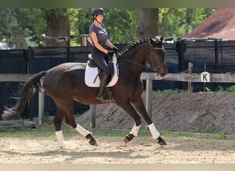 Westfaliano, Giumenta, 7 Anni, 175 cm, Baio scuro