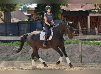 Westfaliano, Giumenta, 7 Anni, 175 cm, Baio scuro