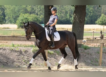 Westfaliano, Giumenta, 7 Anni, 175 cm, Baio scuro