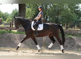 Westfaliano, Giumenta, 7 Anni, 175 cm, Baio scuro