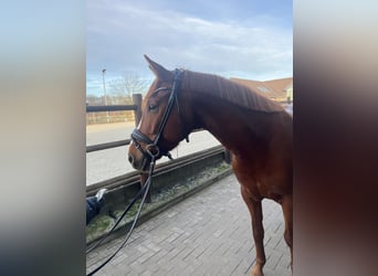 Westfaliano, Giumenta, 8 Anni, 160 cm, Sauro