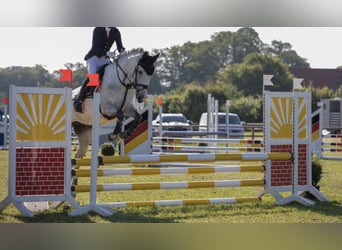 Westfaliano, Giumenta, 8 Anni, 162 cm, Grigio pezzato
