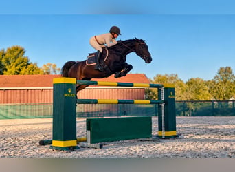 Westfaliano, Giumenta, 8 Anni, 163 cm, Baio nero