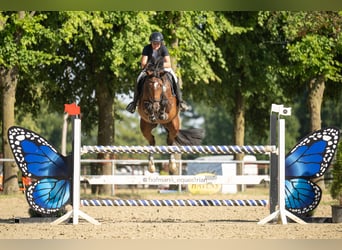 Westfaliano, Giumenta, 8 Anni, 165 cm, Baio