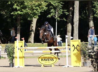 Westfaliano, Giumenta, 8 Anni, 165 cm, Baio