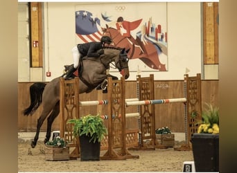 Westfaliano, Giumenta, 8 Anni, 165 cm, Baio