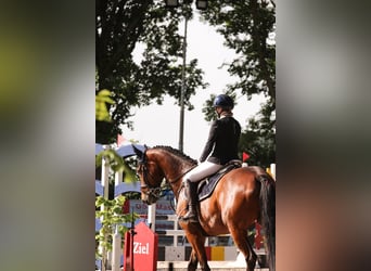 Westfaliano, Giumenta, 8 Anni, 166 cm, Baio