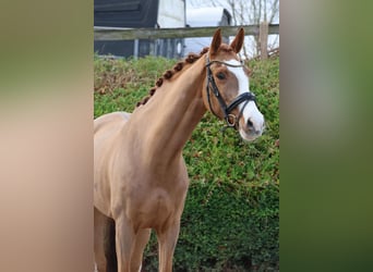 Westfaliano, Giumenta, 8 Anni, 166 cm, Sauro