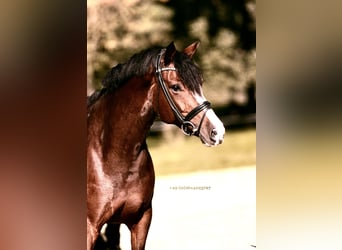 Westfaliano, Giumenta, 8 Anni, 167 cm, Baio