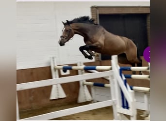 Westfaliano, Giumenta, 8 Anni, 167 cm, Baio