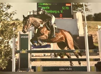 Westfaliano, Giumenta, 8 Anni, 167 cm, Baio