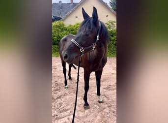 Westfaliano, Giumenta, 8 Anni, 167 cm, Morello