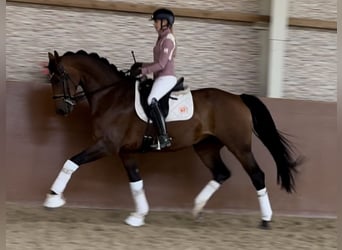 Westfaliano, Giumenta, 8 Anni, 168 cm, Baio