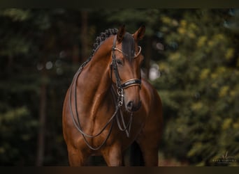 Westfaliano, Giumenta, 8 Anni, 168 cm, Baio