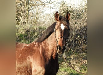 Westfaliano, Giumenta, 8 Anni, 168 cm, Baio