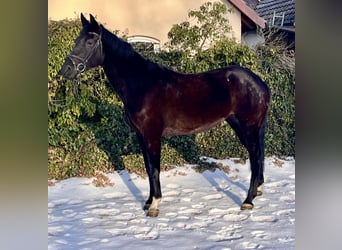 Westfaliano, Giumenta, 8 Anni, 168 cm, Morello