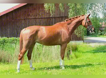 Westfaliano, Giumenta, 8 Anni, 168 cm, Sauro