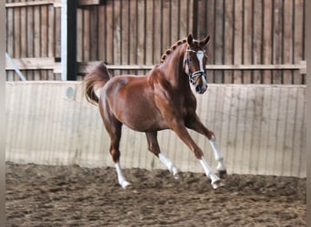 Westfaliano, Giumenta, 8 Anni, 168 cm, Sauro