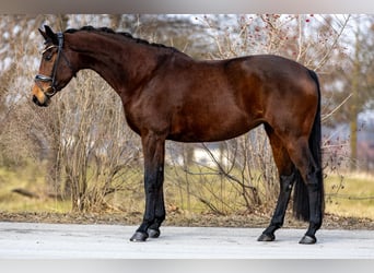 Westfaliano, Giumenta, 8 Anni, 169 cm, Baio
