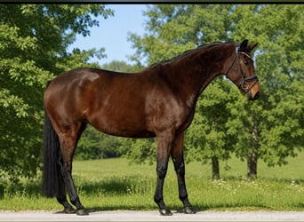 Westfaliano, Giumenta, 8 Anni, 169 cm, Baio