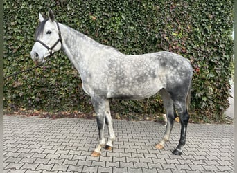 Westfaliano, Giumenta, 8 Anni, 169 cm, Grigio