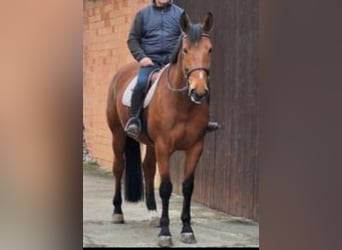 Westfaliano, Giumenta, 8 Anni, 170 cm, Baio