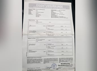 Westfaliano, Giumenta, 8 Anni, 170 cm, Sauro