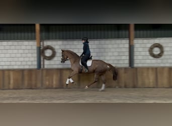 Westfaliano, Giumenta, 8 Anni, 170 cm, Sauro