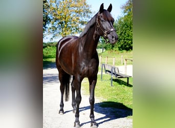 Westfaliano, Giumenta, 8 Anni, 172 cm, Baio nero