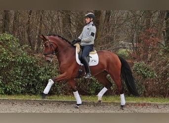 Westfaliano, Giumenta, 8 Anni, 173 cm, Baio