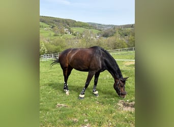 Westfaliano, Giumenta, 8 Anni, 173 cm, Baio