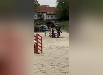 Westfaliano, Giumenta, 8 Anni, 175 cm, Baio