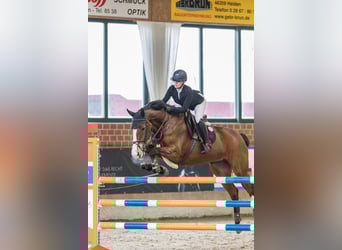 Westfaliano, Giumenta, 8 Anni, 180 cm, Baio