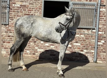 Westfaliano, Giumenta, 8 Anni, 182 cm, Grigio