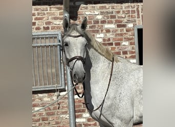 Westfaliano, Giumenta, 8 Anni, 182 cm, Grigio